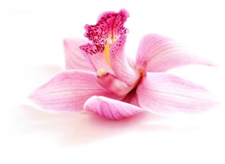 Цветы макро