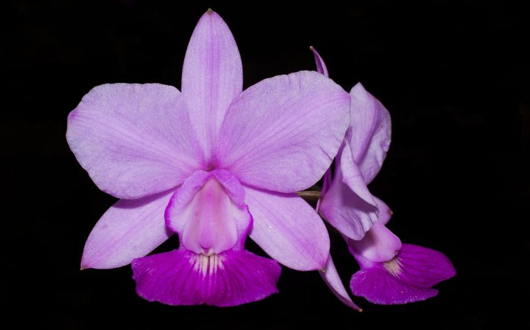 Cattleya walkeriana