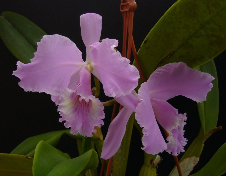 Каттлея лабиата