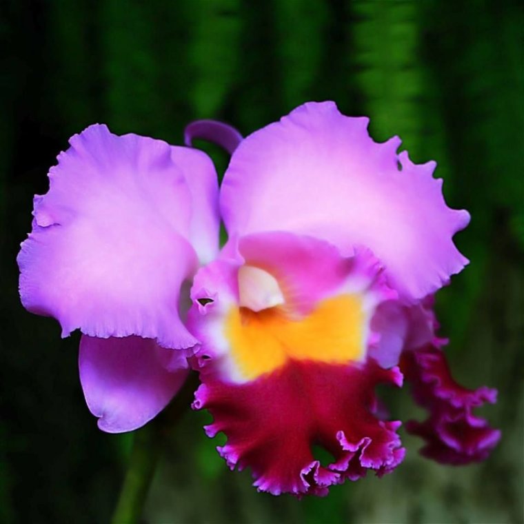Vynessa Orchid