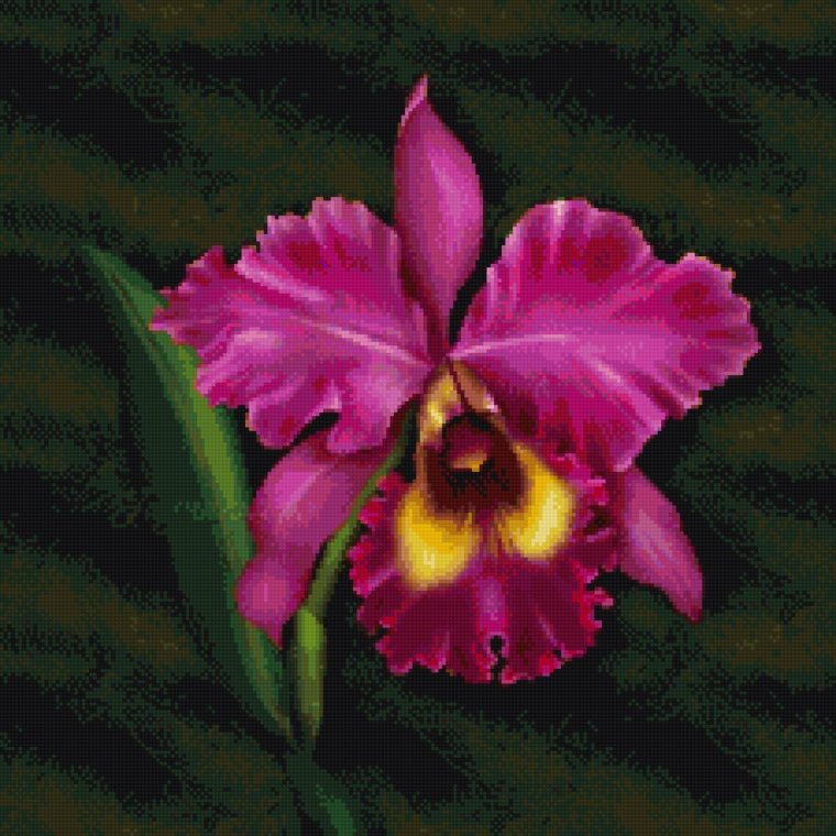 Каталея мексиканский цветок