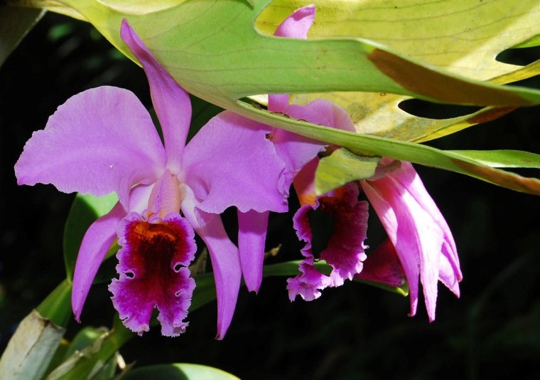 Орхидея Cattleya trianae Колумбия