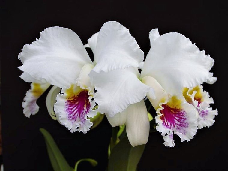 Cattleya mossiae Semi-Alba