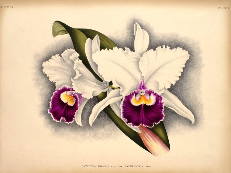 Пластиковые панели Каталея