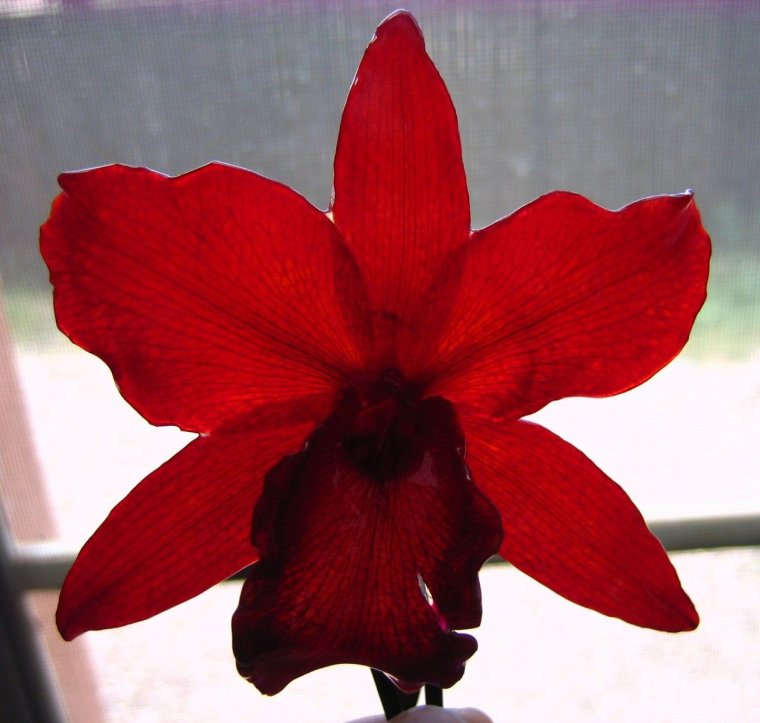 Каталея цветок Колумбии