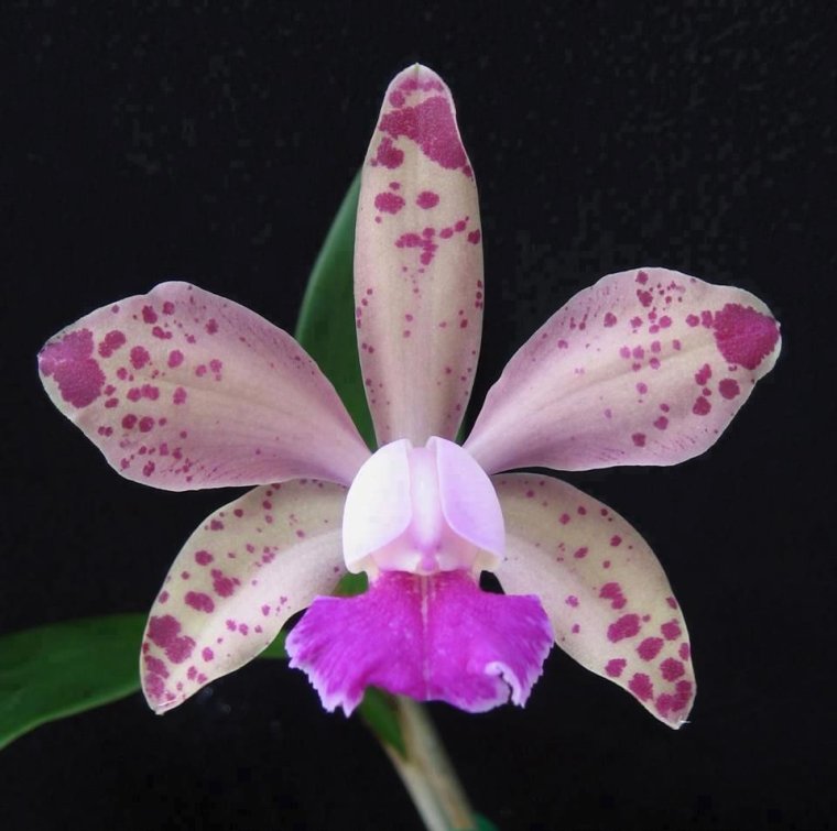 Каталея цветок Колумбии