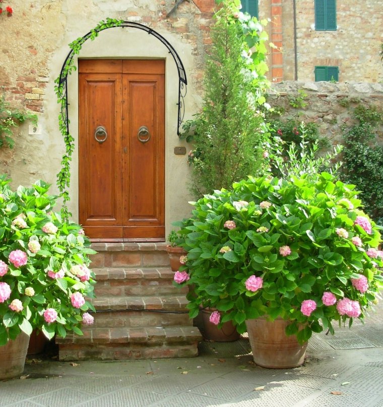 Растение Тоскана