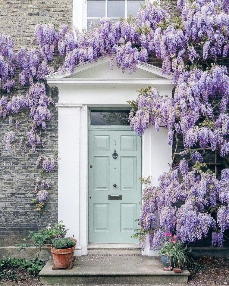 Глициния в квартире