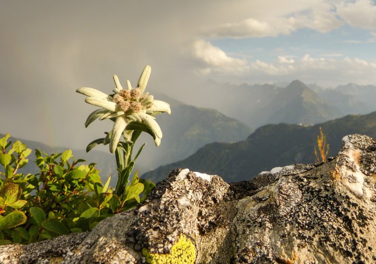 Эдельвейс Камчатский растение