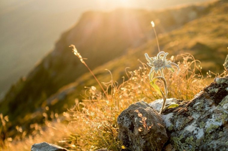 Эдельвейс в горах