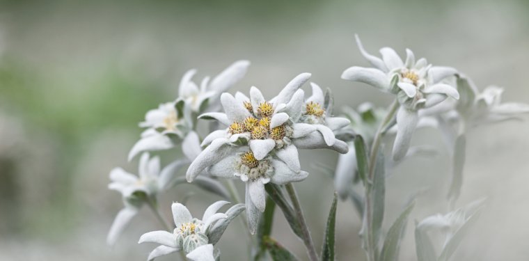 Эдельвейс Эстетика