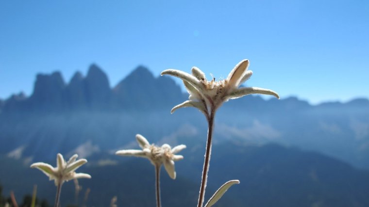 Эдельвейс цветок Швейцария