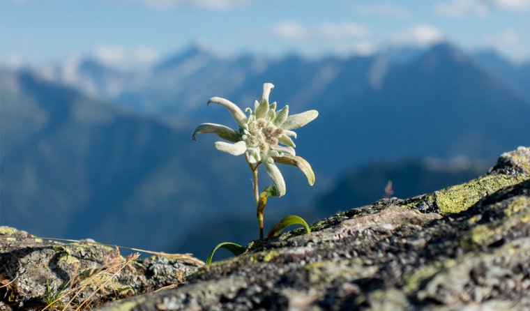 Эдельвейс Альпийский