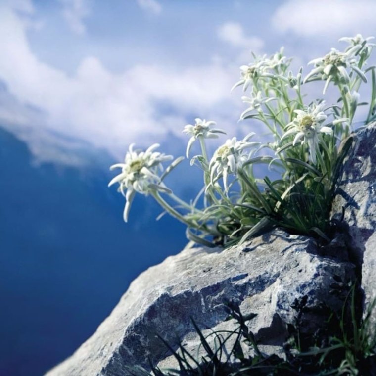 Высокогорный цветок Эдельвейс
