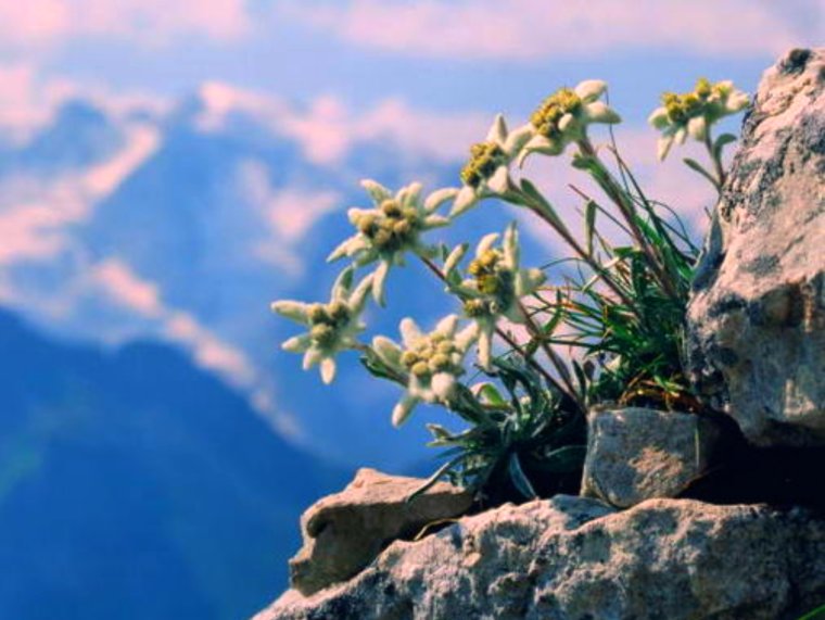 Эдельвейс горный Алтай цветок