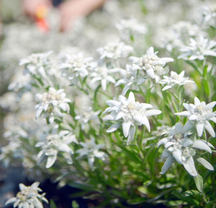 Сибирский Эдельвейс цветок