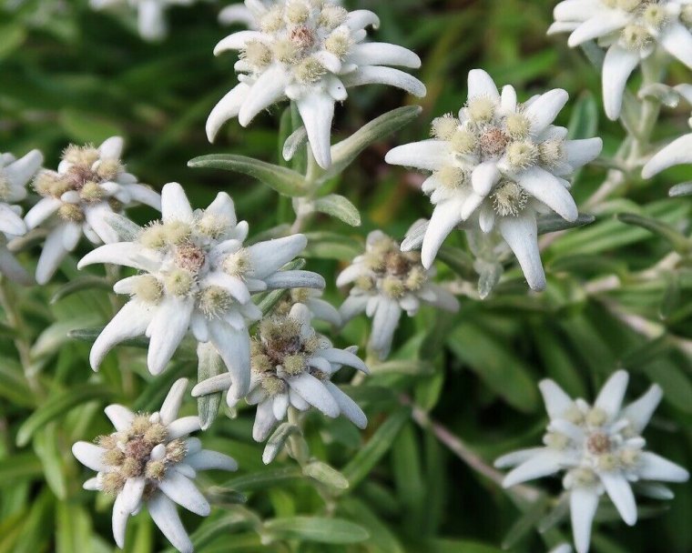 Эдельвейс Швейцария