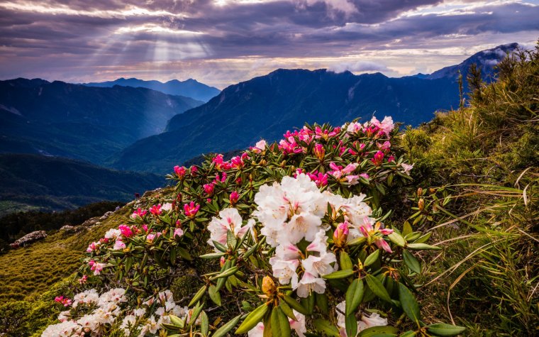 Рододендрон в горах Монти-Сибиллини