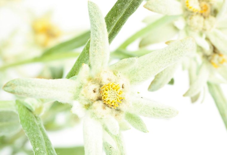 Фотообои с эдельвейсом