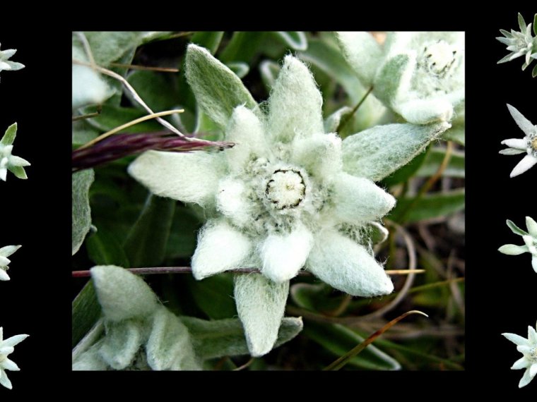 Эдельвейс цветок