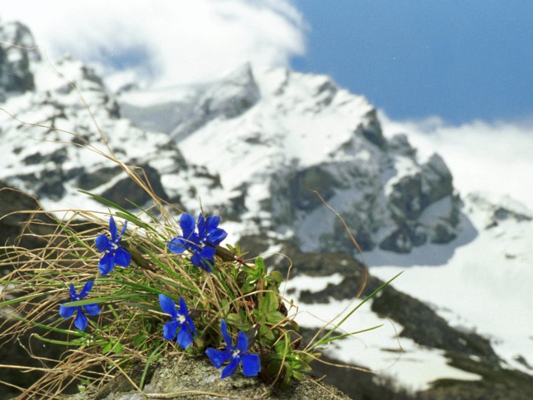 Горный цветок Медео