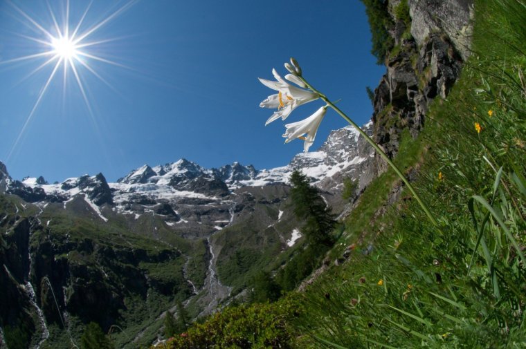 Гран Парадизо растения