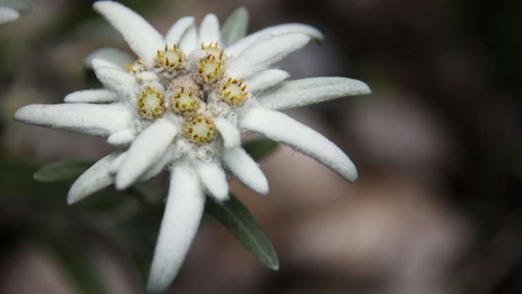 Эдельвейс Альпийский