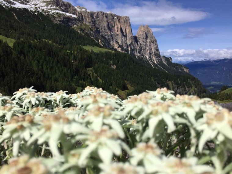 Альпийские Луга с эдельвейсом