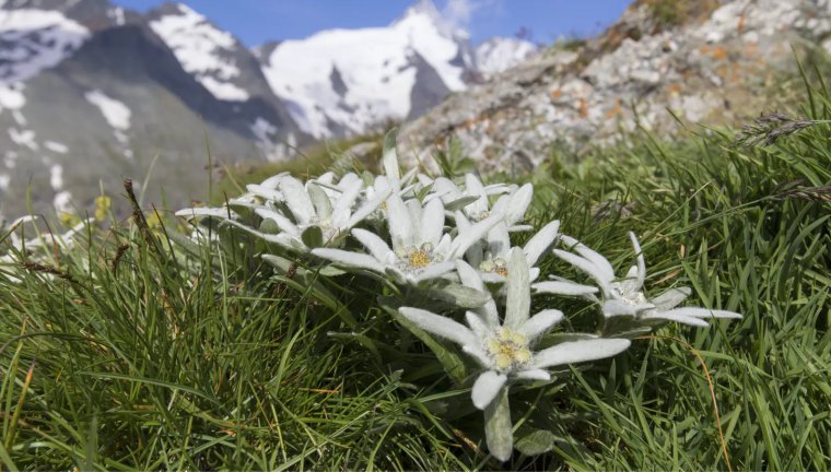 Эдельвейс в Альпах Австрии