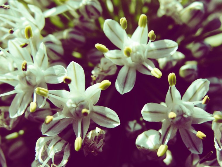 Эдельвейс макро