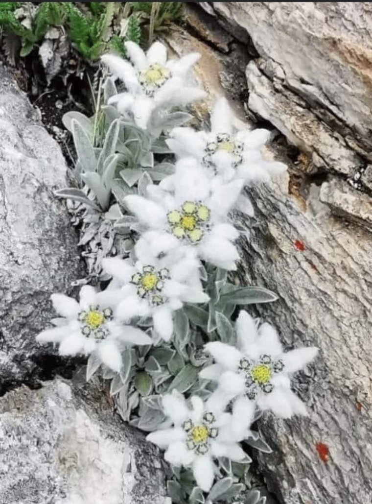 Сибирский Эдельвейс цветок