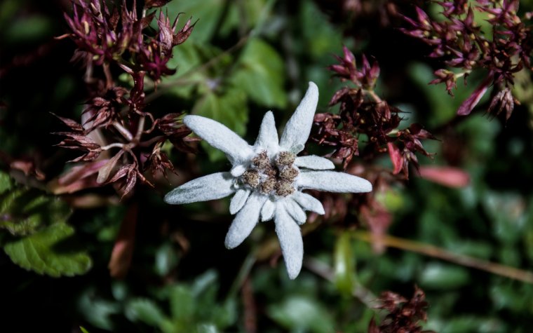 Эдельвейс в горах