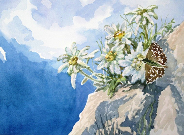 Цветок Эдельвейс живопись