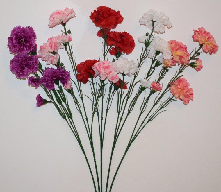 Гвоздика кустовая