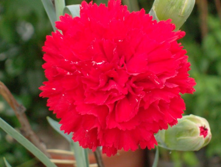 Гвоздика клумбовая