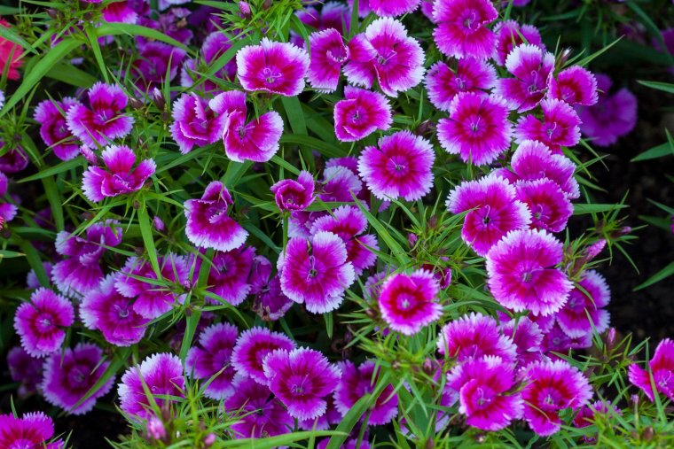 1 X гвоздика гибридная IQ Blueberry Picotee.