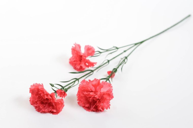 Ветка гвоздики