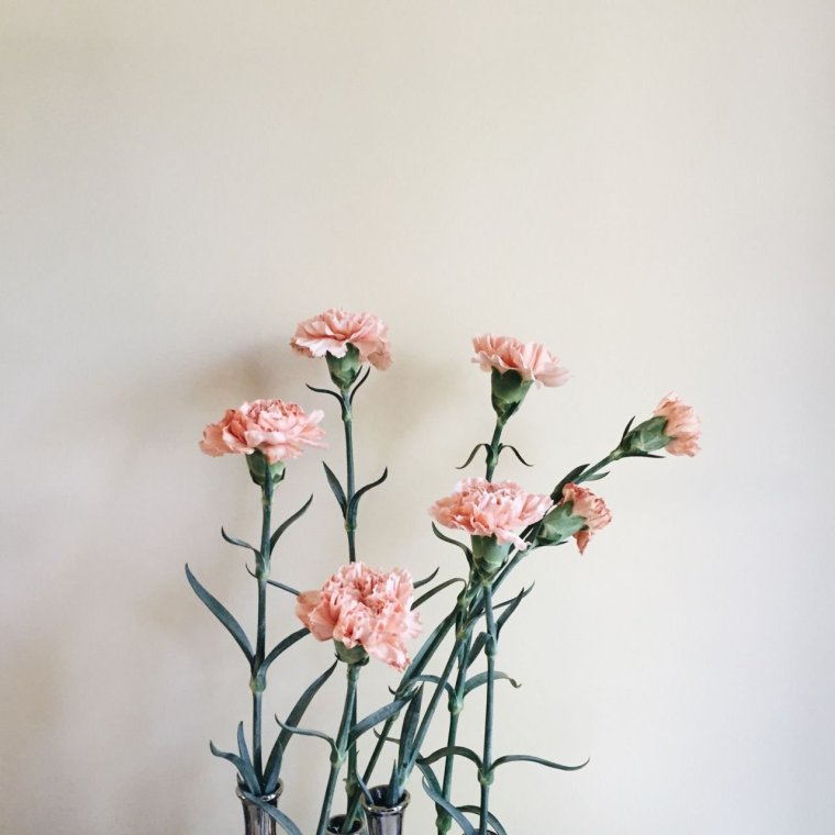 Гвоздики Эстетика