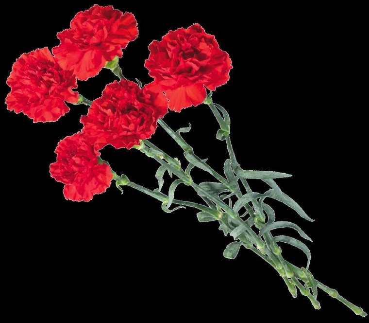 Гвоздика Гранд слэм