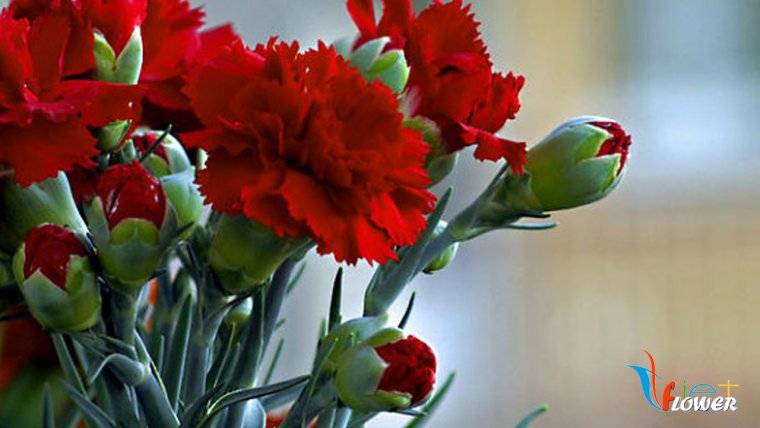 Обои красные гвоздики и шары