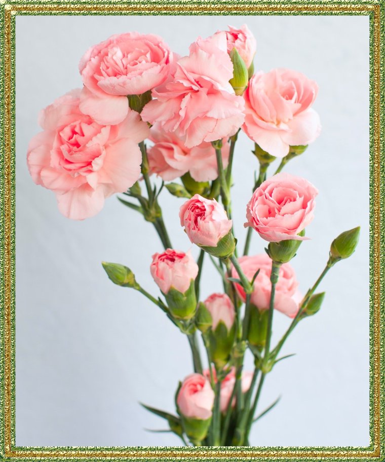 Гвоздика кустовая фенсимунвельт