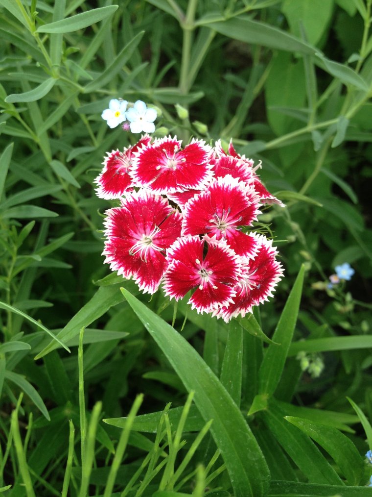 Гвоздика монпелийская