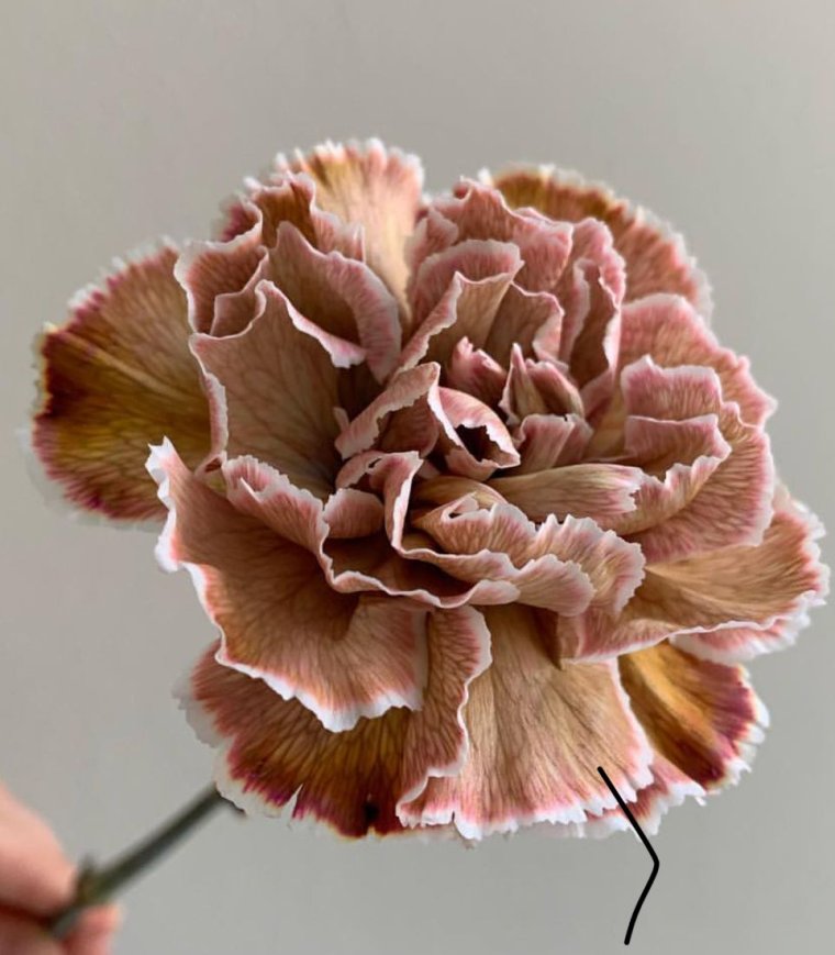 Pale Carnations