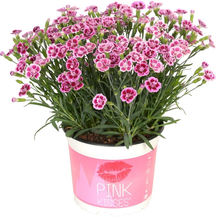 Диантус гвоздика Пинк Киссес