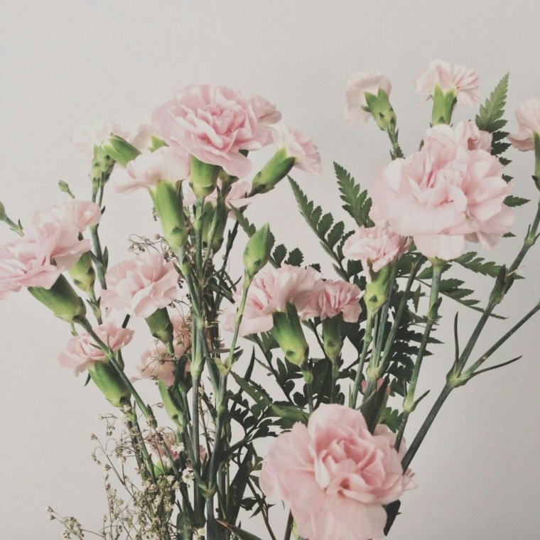 Диантус Эстетика