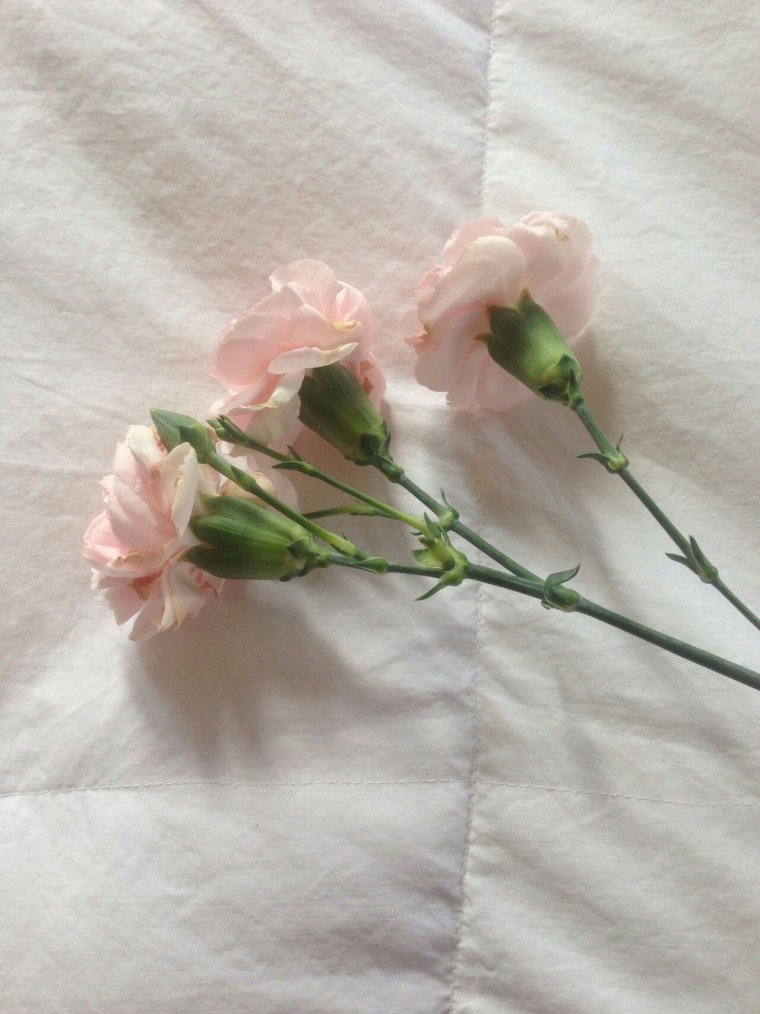 Гвоздика Эстетика