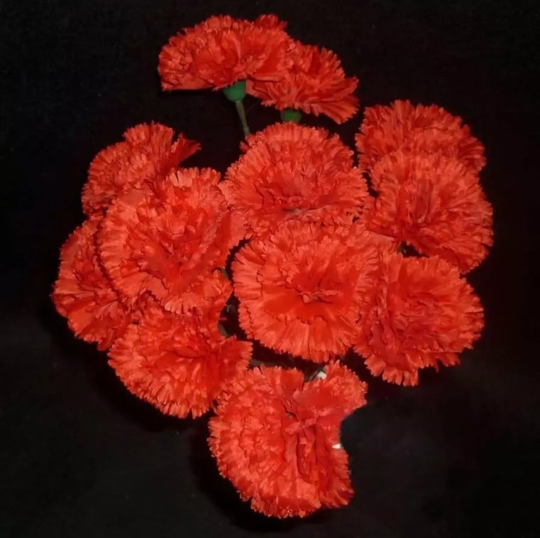 Гвоздика Оазис