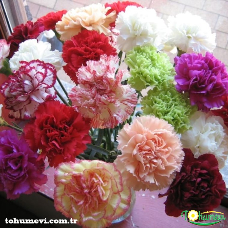 Гвоздики цветы разноцветные