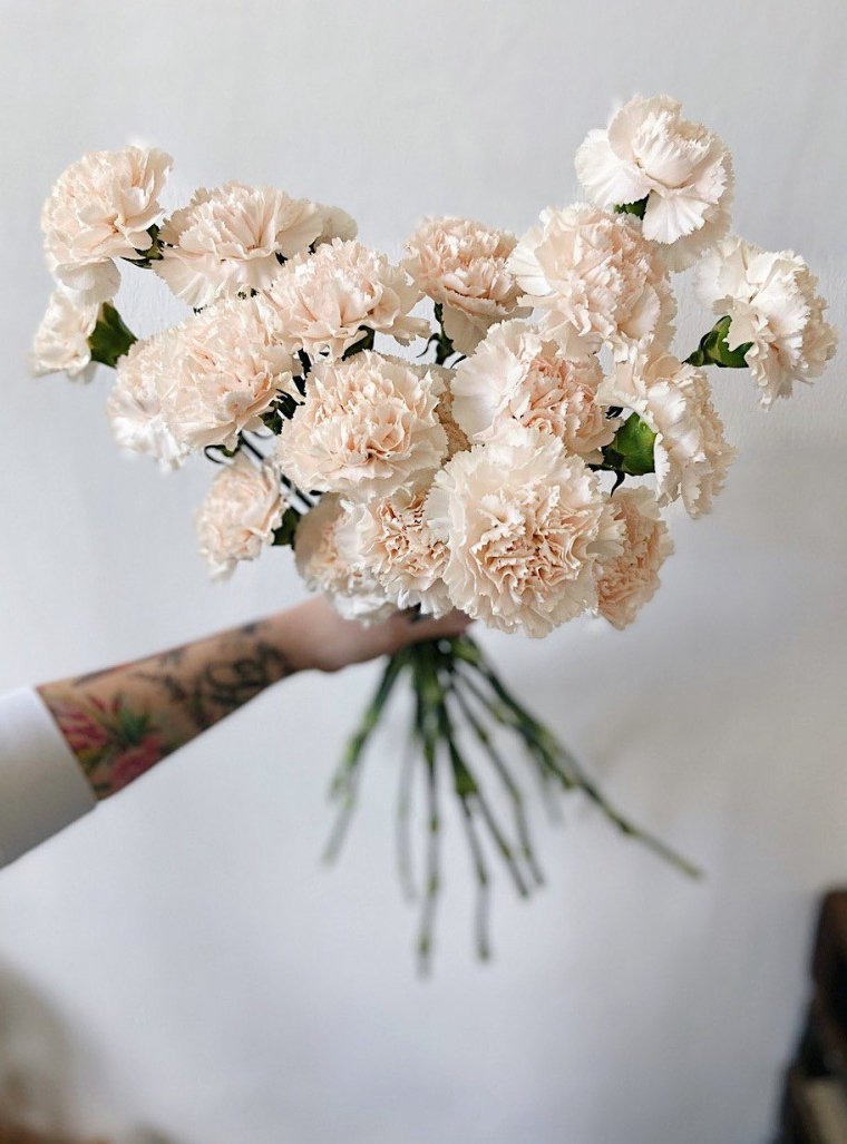 Диантусы Монобукет