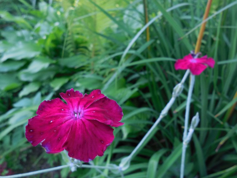 Лихнис корончатый семена